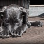 Dog Poop Pickup in Rochester Hills Michigan