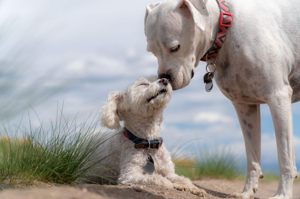 Dog Poop Pickup in Rochester Hills Michigan