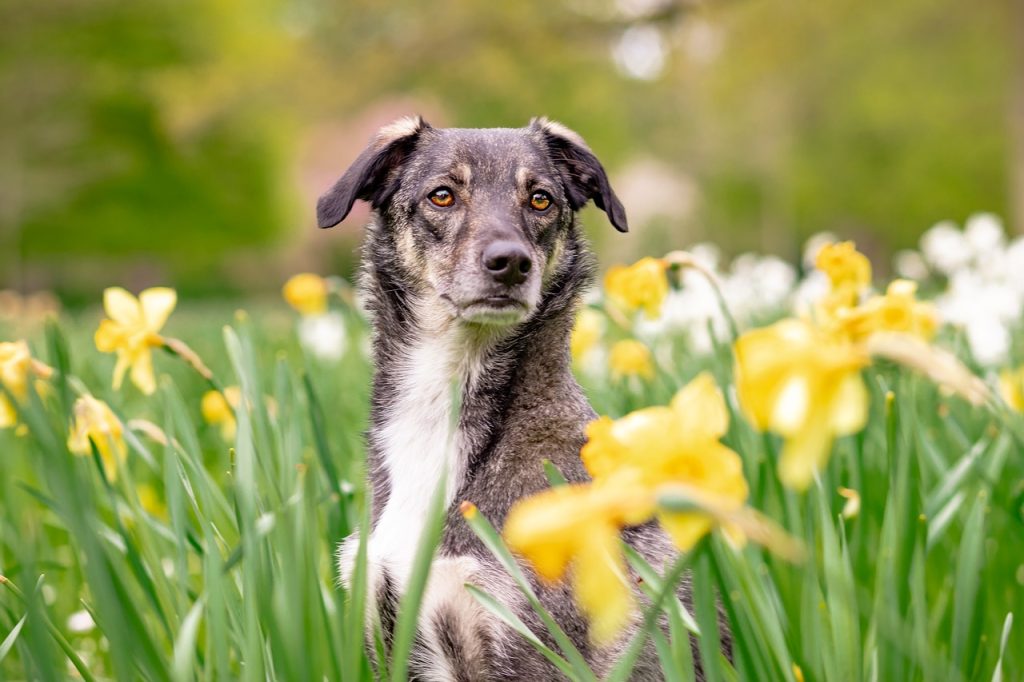 Dog Poop Pickup in Rochester Hills Michigan