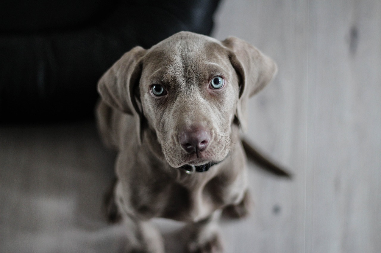 Dog Poop Pickup in Rochester Hills Michigan